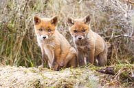 twee jonge vossen van Pim Leijen thumbnail