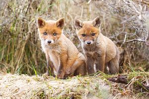 two red fox cubs von Pim Leijen