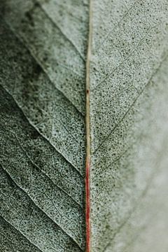Soft green leaf | minimalist art macro photo | Leaf serie 001 van Elise van Gils