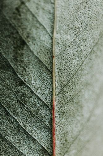 Soft green leaf | minimalist art macro photo | Leaf serie 001