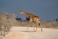 Giraffe in Etosha National Park in Namibia, Africa by Patrick Groß thumbnail