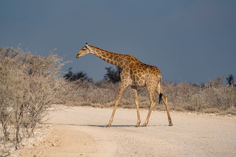 Giraffe in Etosha National Park in Namibia, Africa by Patrick Groß