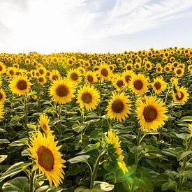 Sonnenblumenfeld von Markus Weber