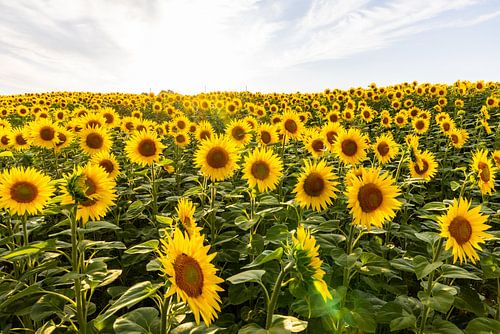 Sunflower field