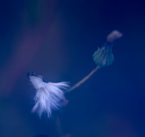 Blooming dandelion by Minie Drost
