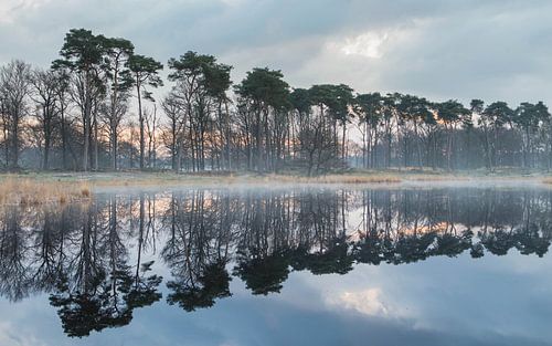 Reflecties in de natuur