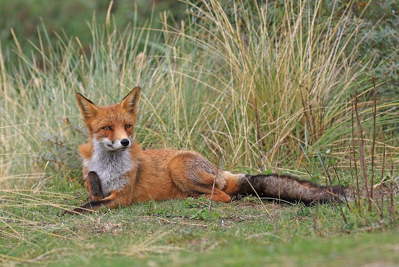 Vos tussen het riet by Michel de Beer