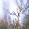 Heather blue warms up by Moetwil en van Dijk - Fotografie