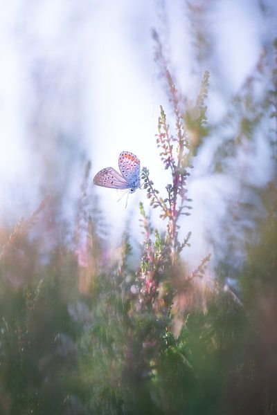 Heidekrautblau erwärmt sich von Moetwil en van Dijk - Fotografie