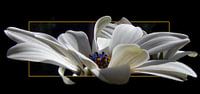 spaanse margriet