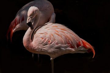 Flamingo (Phoenicopteridae) van Gert Hilbink