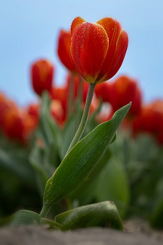 Stralende Tulp in Ochtenddauw