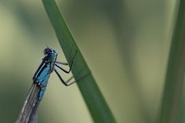 Juffer sur Jolanda van der Molen