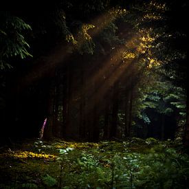 Vingerhoedskruid verlicht door zonnestraal in het donkere bos by Andy Van Tilborg