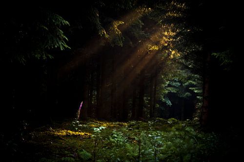 Vingerhoedskruid verlicht door zonnestraal in het donkere bos von Andy Van Tilborg