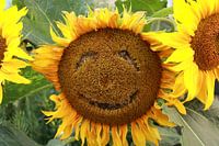 Vrolijk zonnebloem