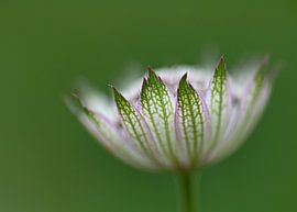 Wit en groen sur Karin Tebes