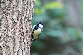 Koolmeesje (Parus major) tegen boomstam