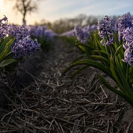 Purperen Diepte: Het Pad van de Hyacint van Sebastian Stef