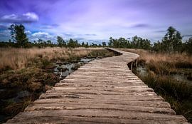 Die große Schale von Jeroen Mikkers