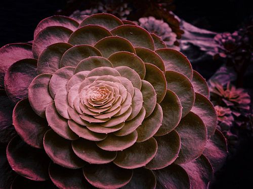DARKSIDE OF SUCCULENTS VI