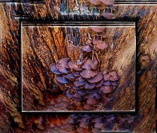 Mushroom