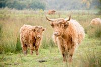Schotse Hooglander