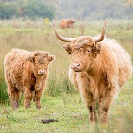 Schotse Hooglander van A. Goudswaard