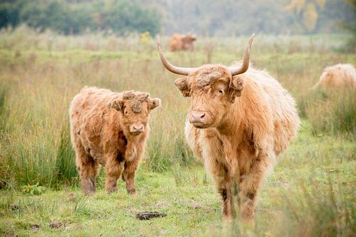 Schotse Hooglander
