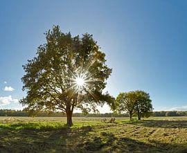 Soleil derrière un arbre sur Rene van der Meer