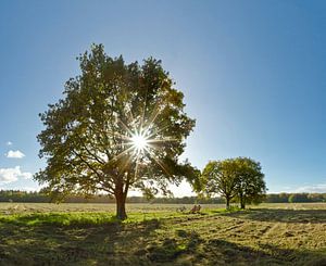 Zon achter boom van Rene van der Meer