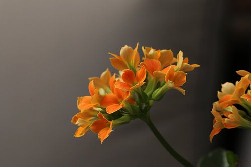 Kalanchoe