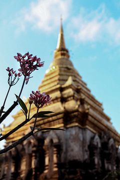 Een heilige bloem bij de Wat Chiang Man tempel van Melanie (Flashpacker)