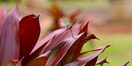 Lizard by G. van Dijk