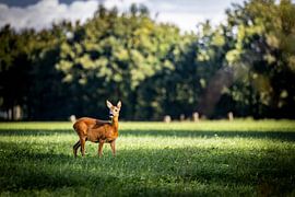 Cerfs dans les prés sur Johan Bertels