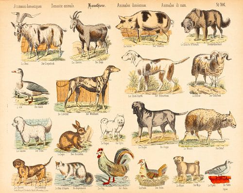 Antieke plaat met huisdieren ca. 1875