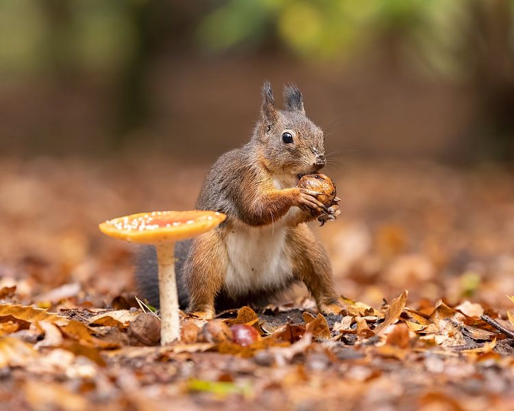 Squirrel with his nut by Patrick van Bakkum