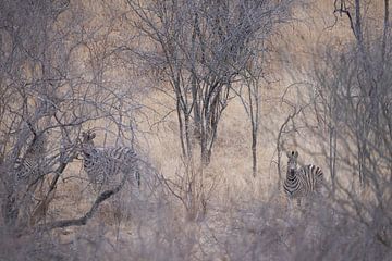 Zebra's in de bush van Hans van der Steen