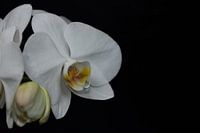 Eine Orchideenblüte mit schwarzem Hintergrund