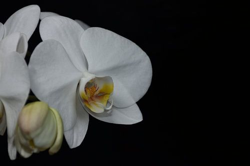 An orchid blossom with black background