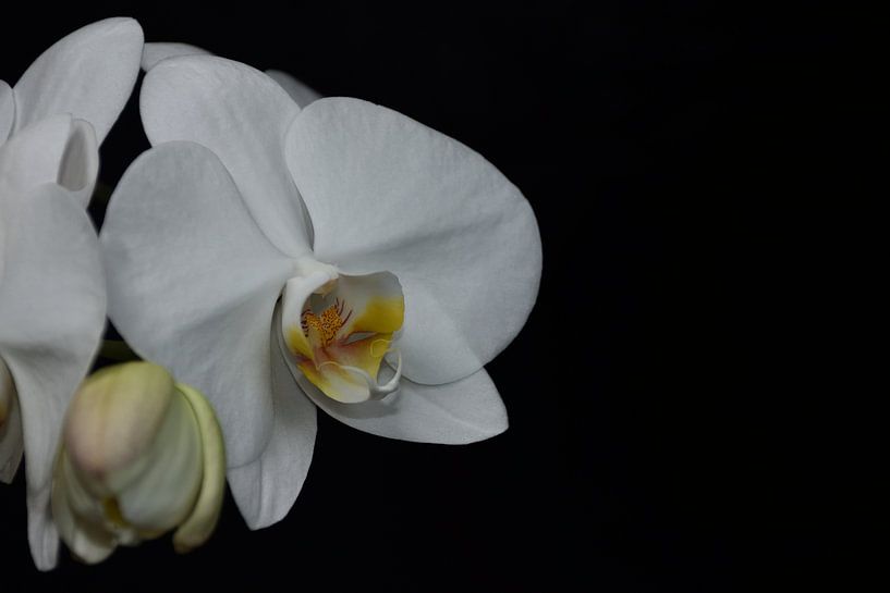 An orchid blossom with black background by Philipp Klassen