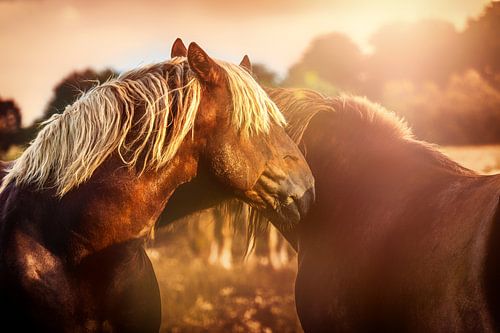 Schleswiger Kaltblut im Abendlicht