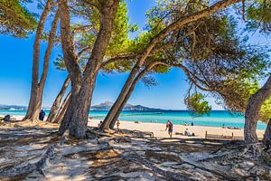 Mallorca Sandstrand an der schönen Bucht von Alcudia, Can Picafort, Platja de Muro, Spanien Balearen