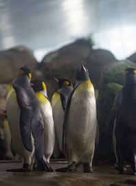 Pinguin pip van Ruben Biesbroek