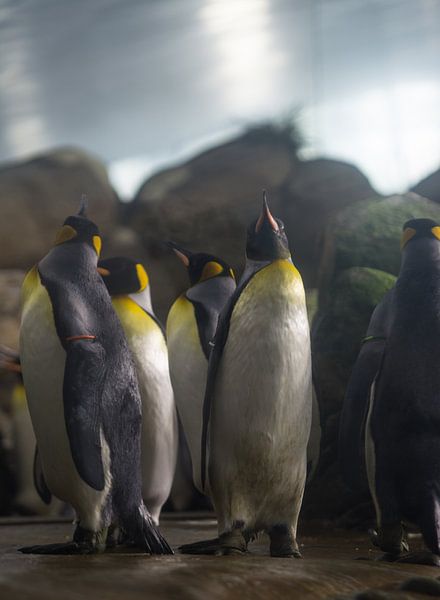 Penguin pip by Ruben Biesbroek