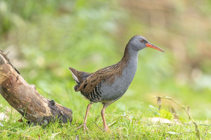 Porträt eines Wasserrheals von Sven Scraeyen