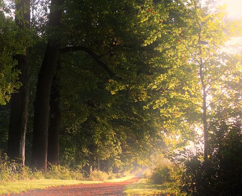Zondagochtend wandeling door Amelisweerd