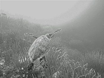 Schildpad onderweg naar het licht.