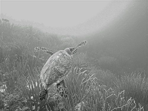 Schildpad onderweg naar het licht.
