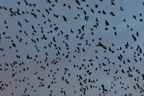 kraaien in de lucht